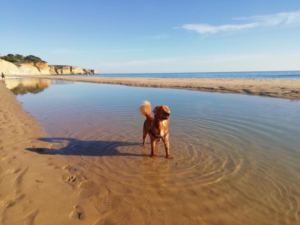 Marreiro'S House Algarve - Child Friendy - Private Pool Villa Lagos Bagian luar foto